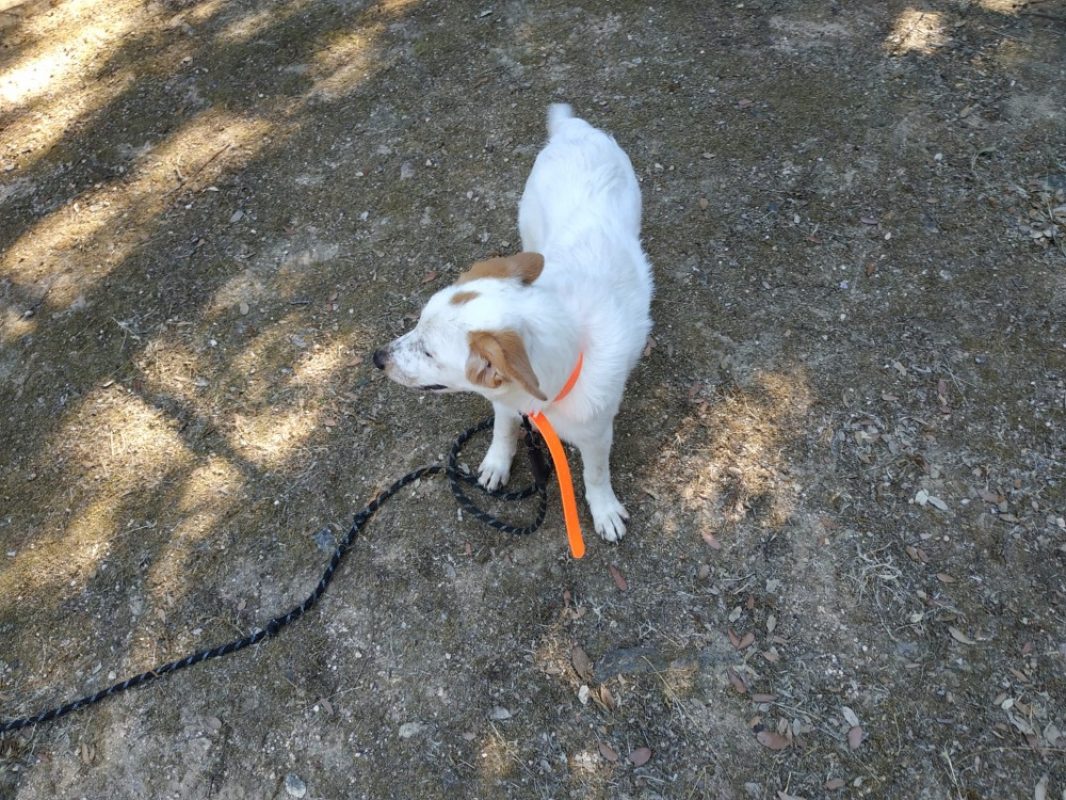 Brioche - Chien Border Collie à adopter - photo 2