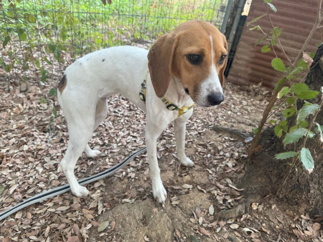 Tania - Chien à adopter