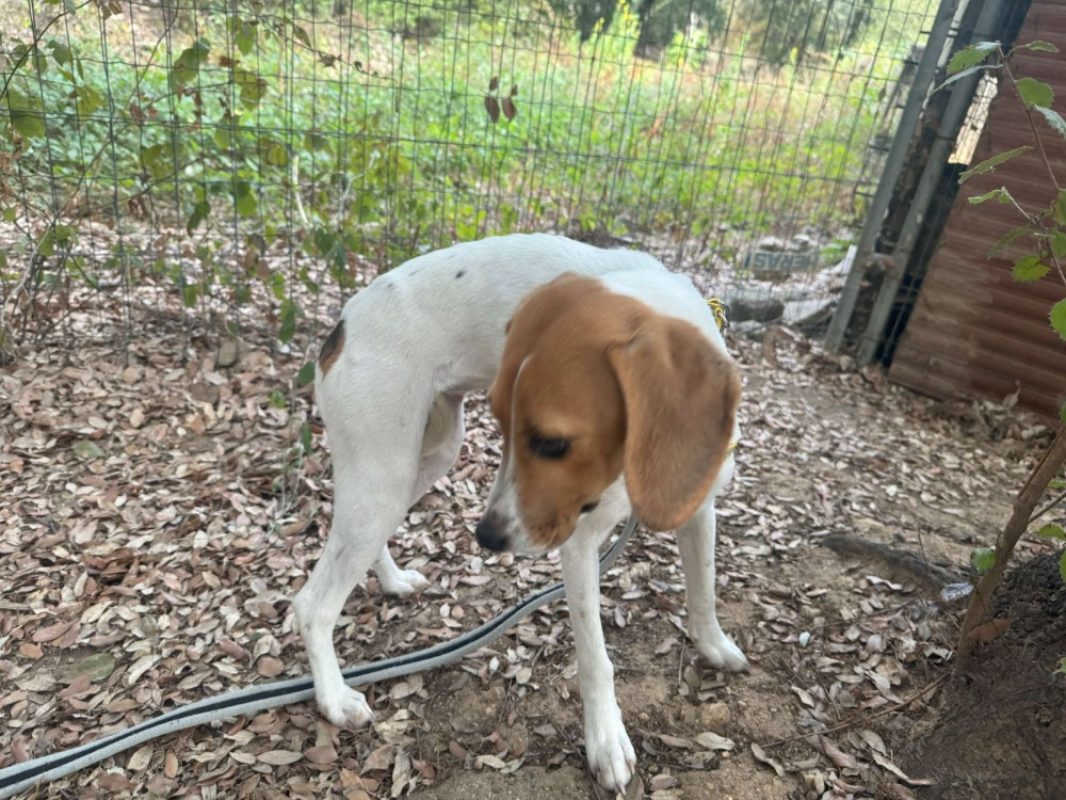 Tania - Chien à adopter - photo 2