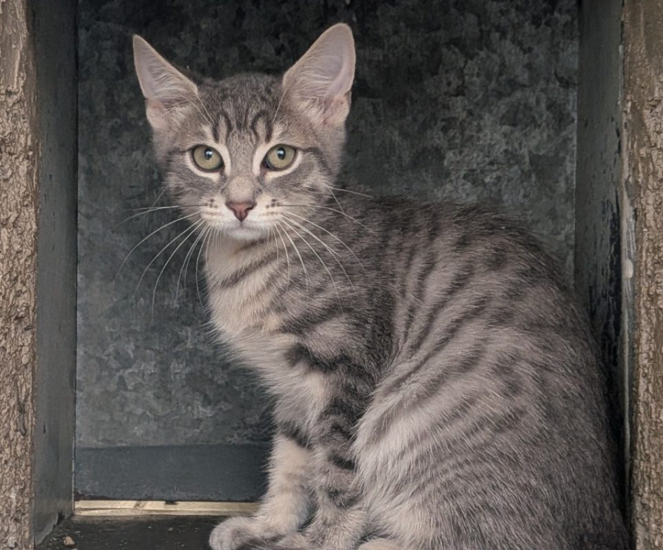 Takeo - Chat Européen à adopter