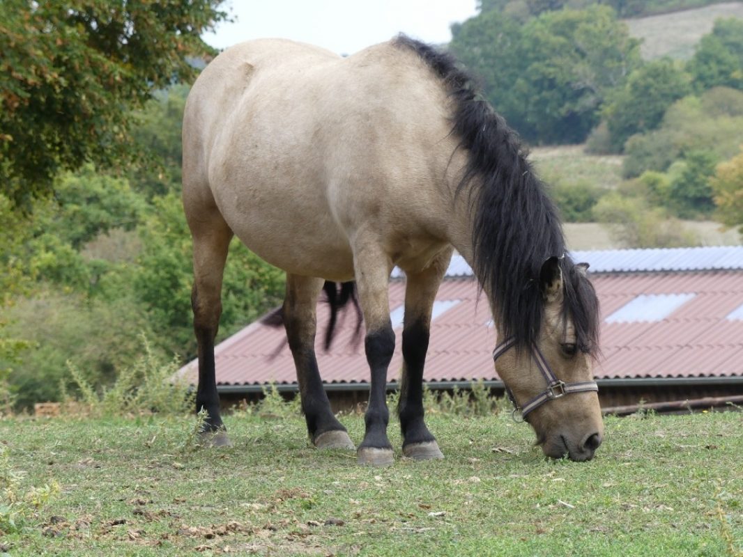 Flower - Equidé Poney à adopter