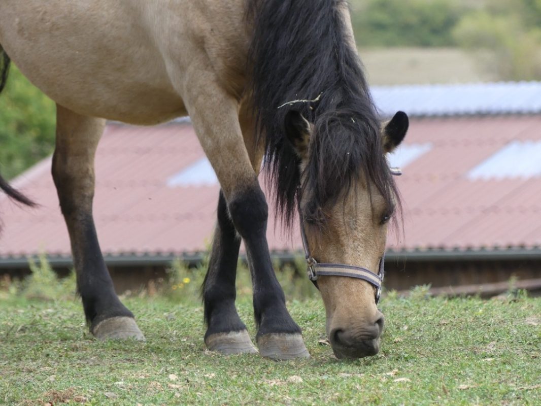 Flower - Equidé Poney à adopter - photo 2