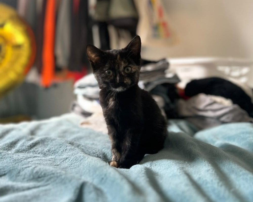 Roubine alias millie - Chat Européen à adopter