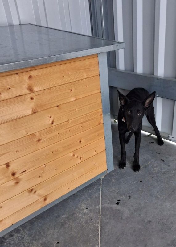 Bayane - Chien à adopter