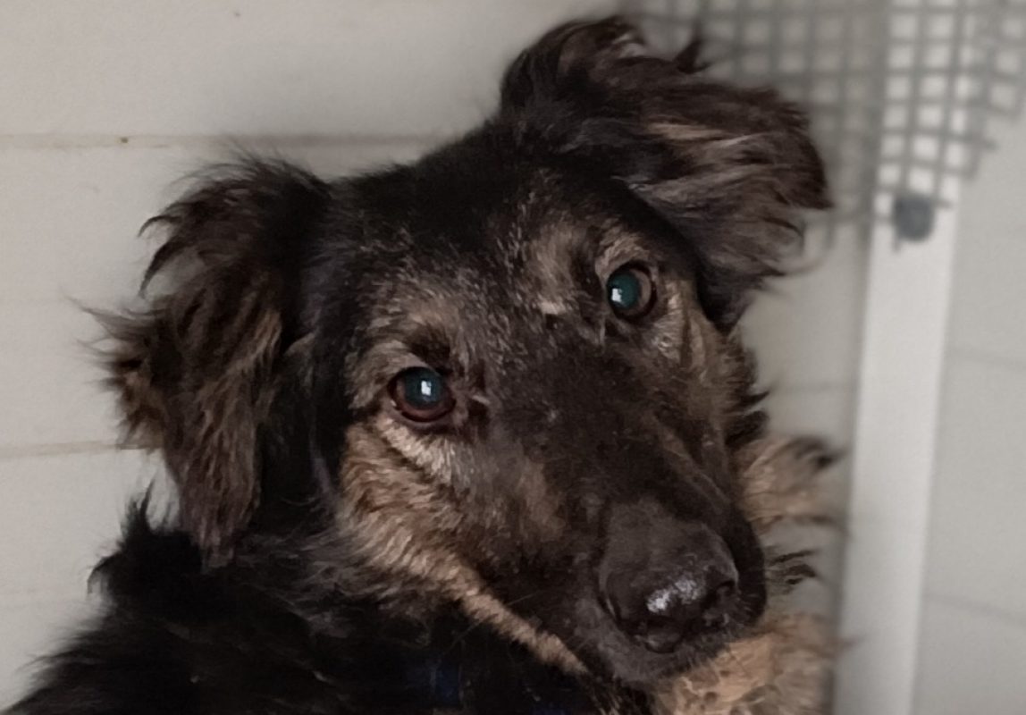 Nakara - Chien à adopter