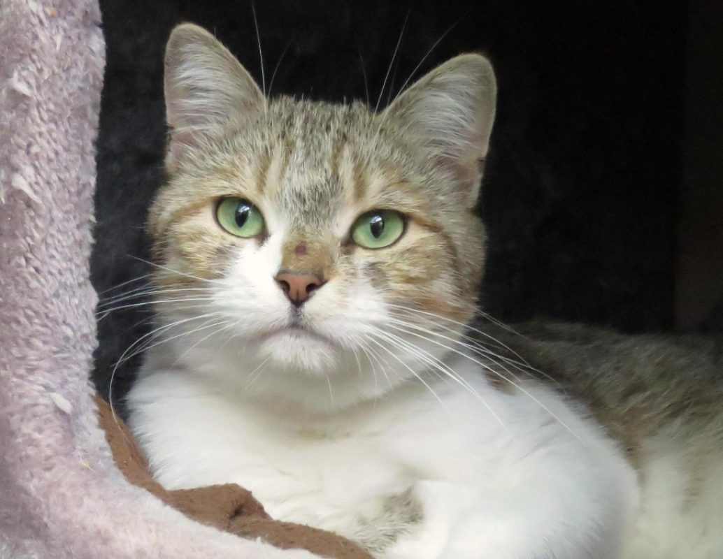 Kitty - Chat Européen à adopter