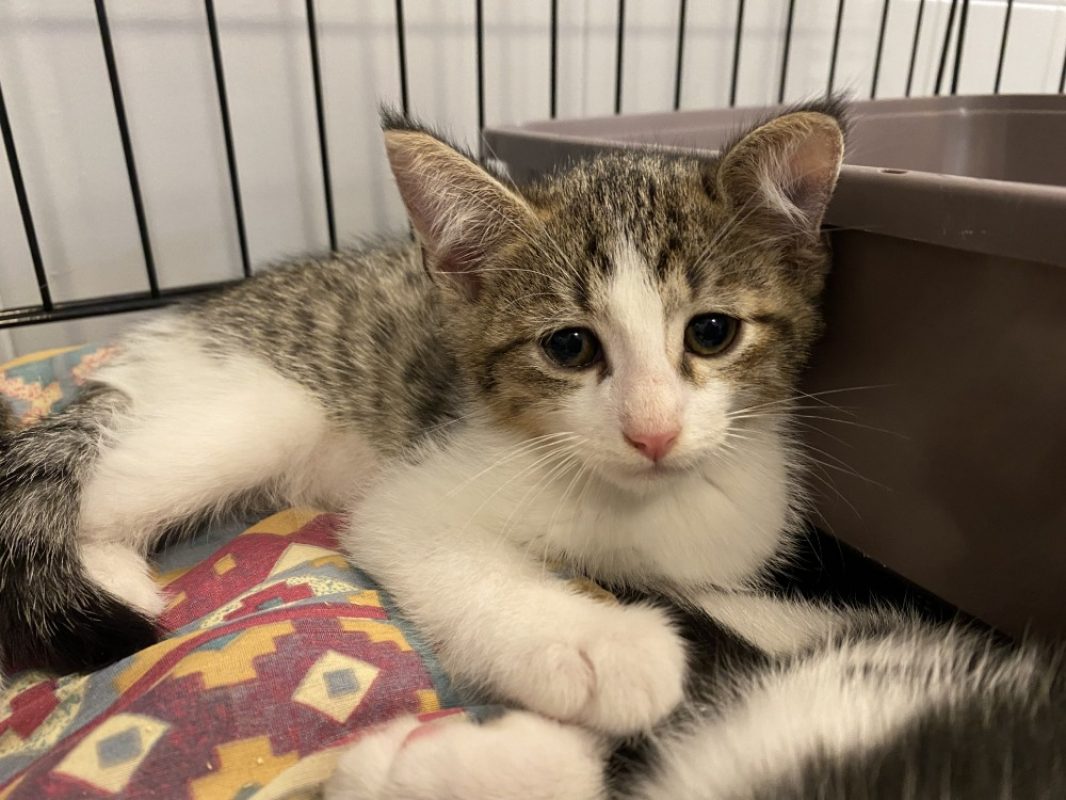 Jake - Chat Européen à adopter
