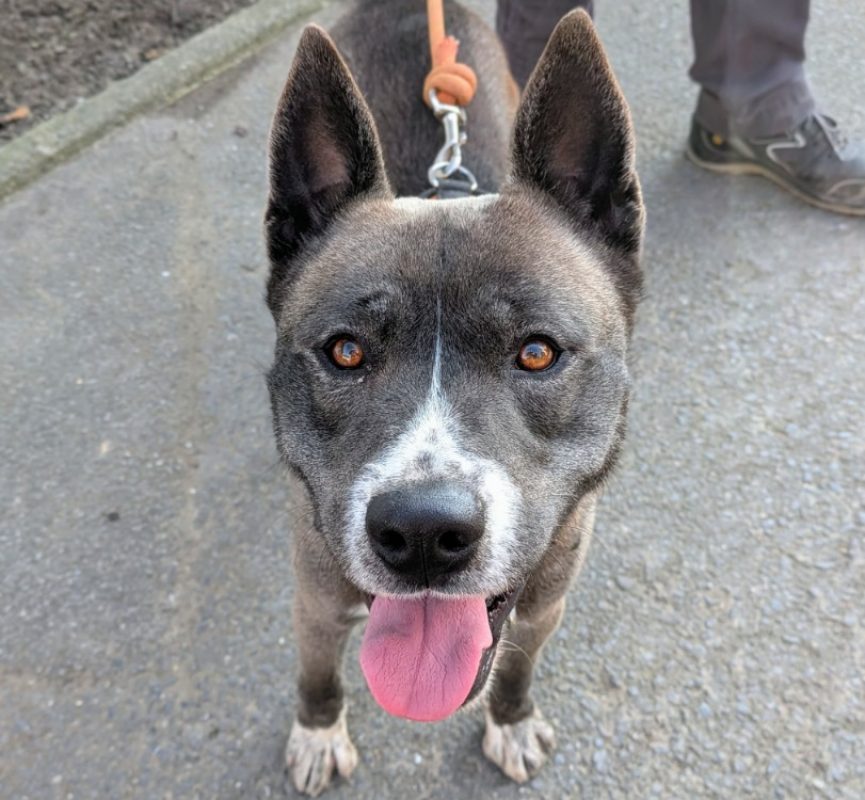 Tyson - Chien à adopter