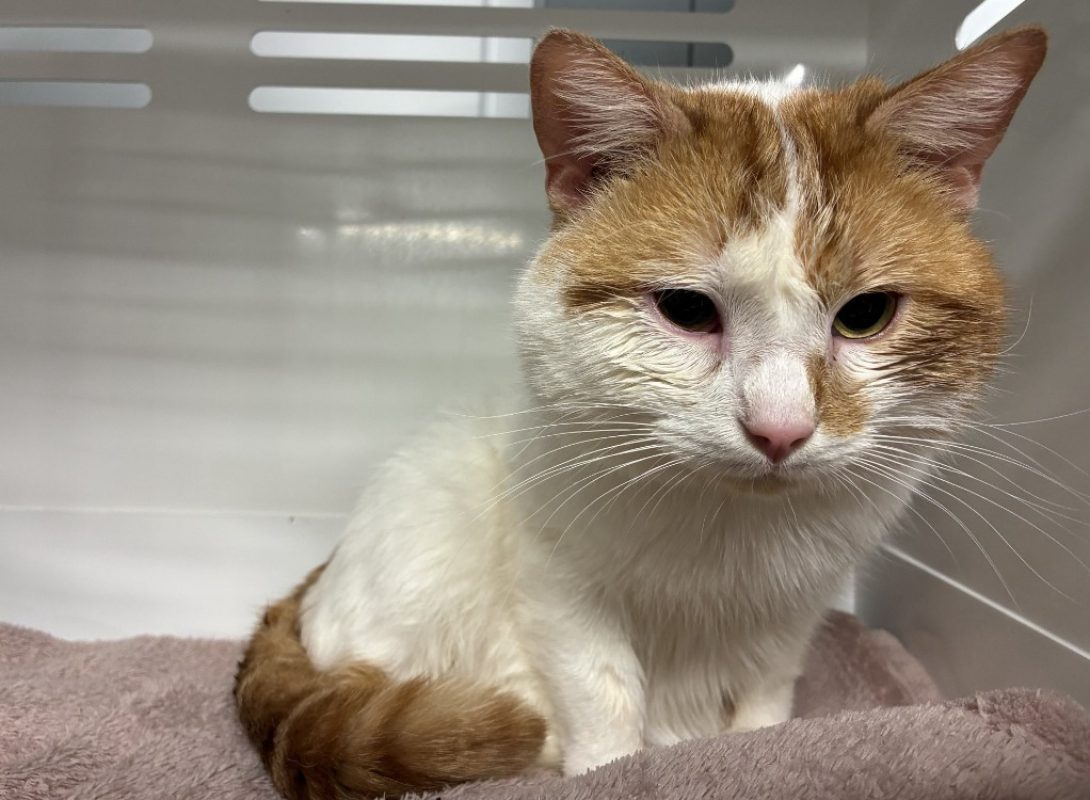 Haribo - Chat Européen à adopter