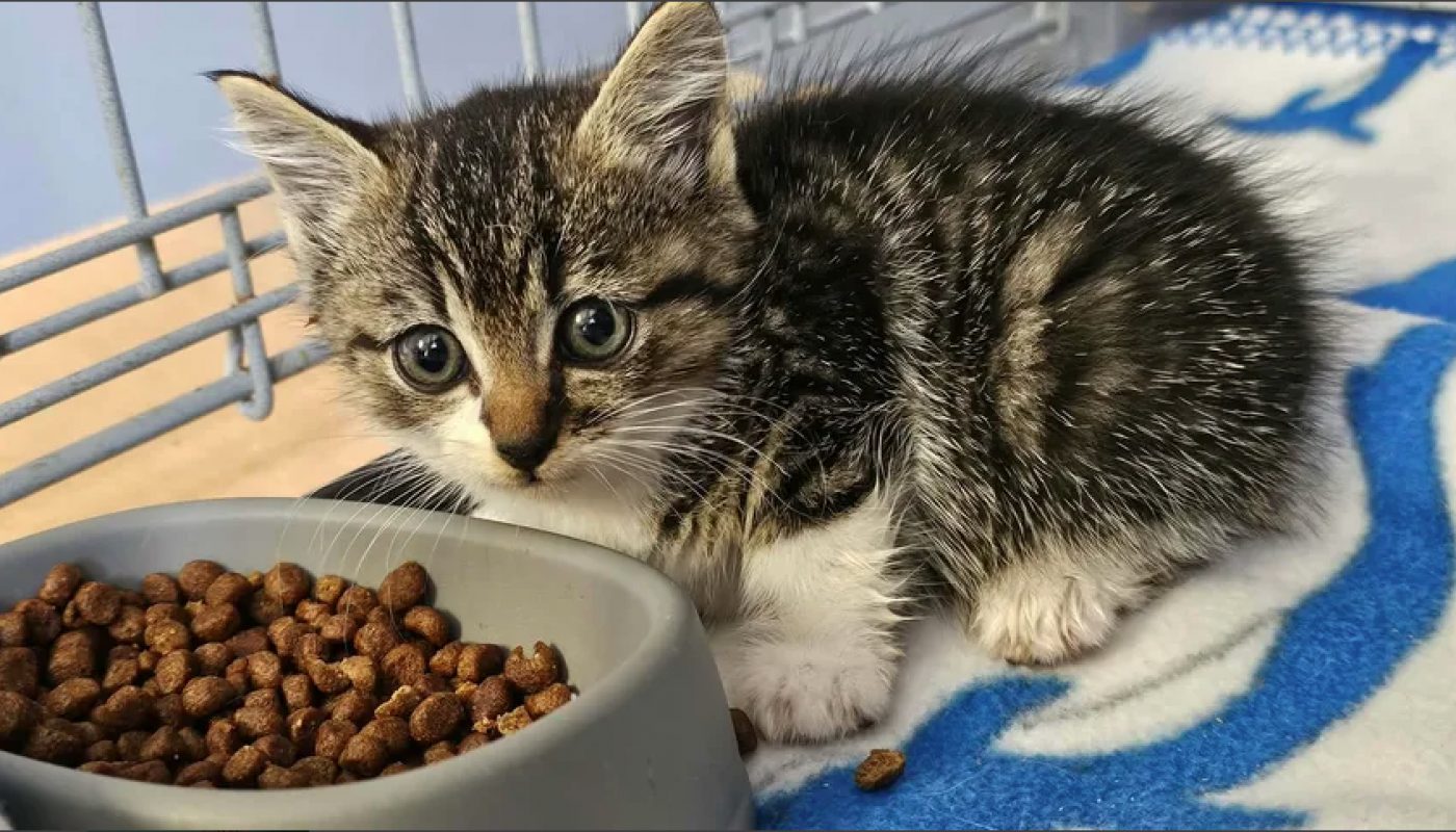 Chaton tigré blanc novito - Chat Européen à adopter