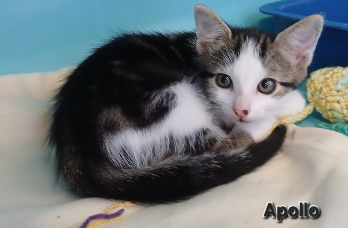 Apollo - Chat Européen à adopter