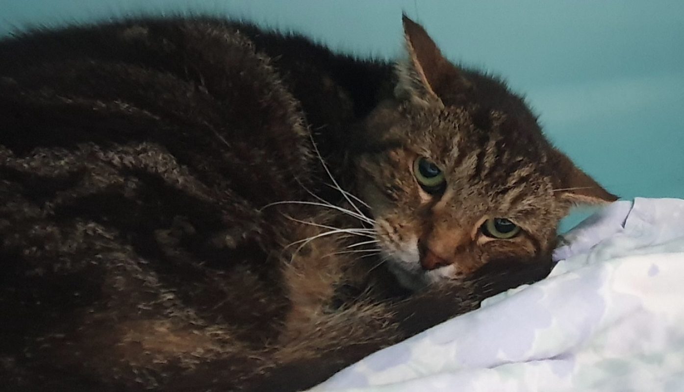 O'maley - Chat Européen à adopter