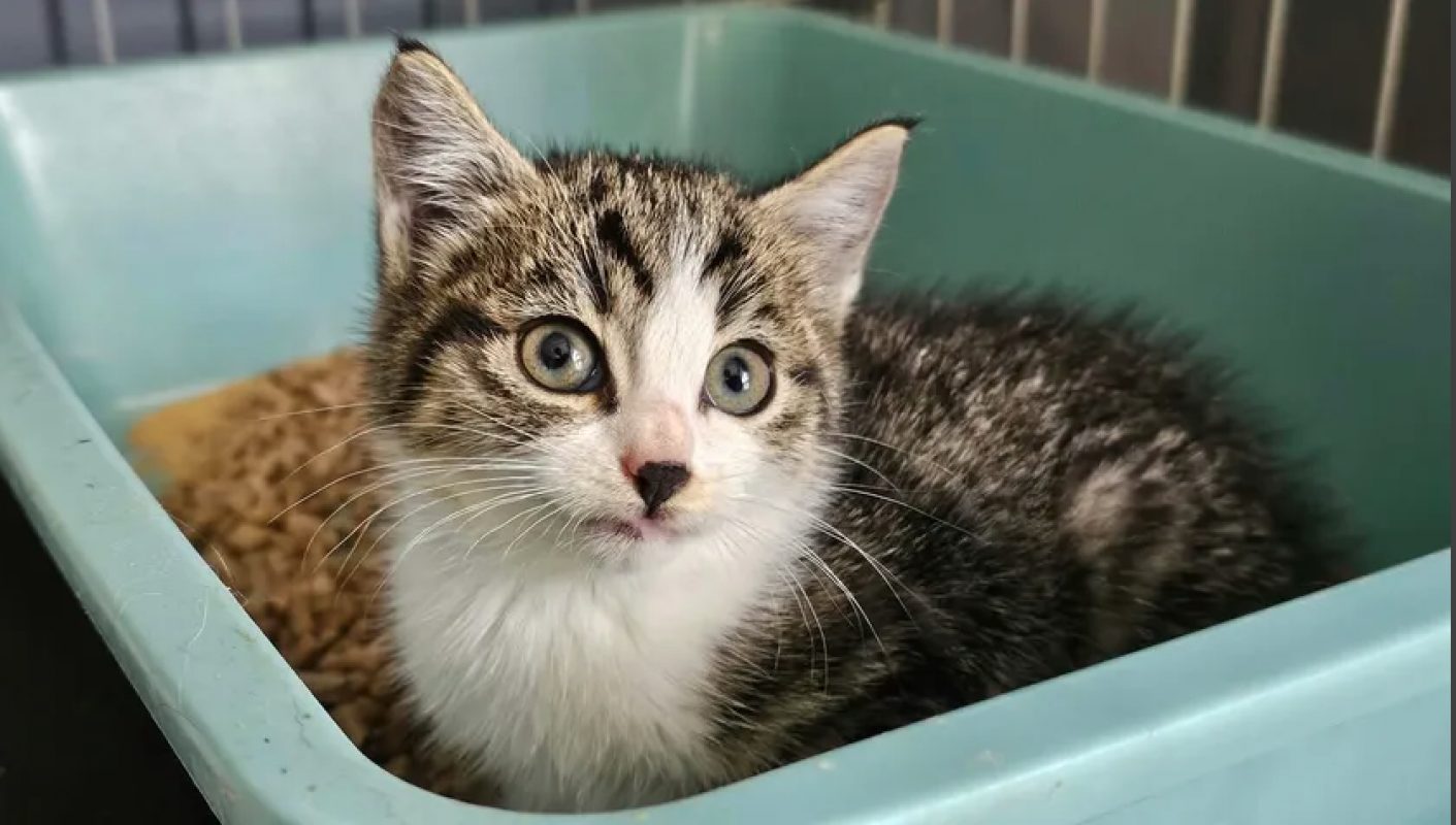 Chaton tigré blanc novita - Chat Européen à adopter