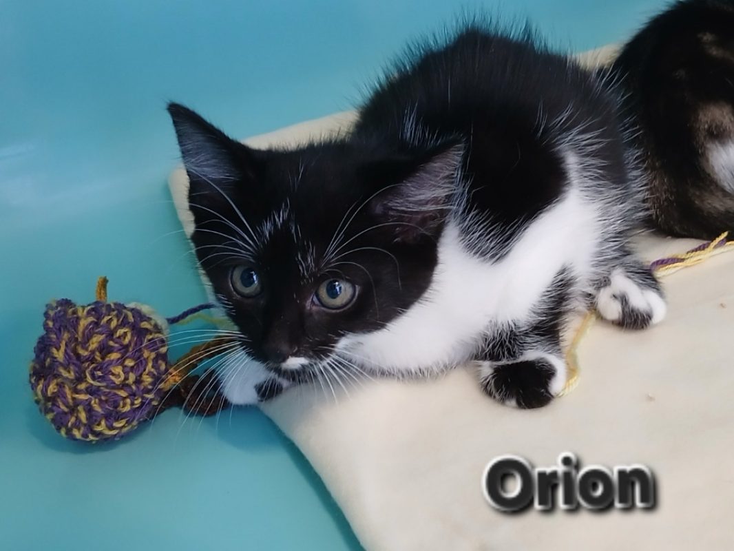 Orion - Chat Européen à adopter