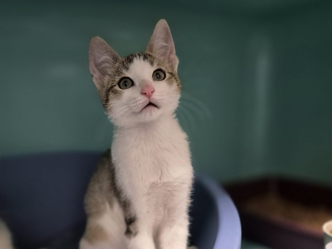 Pixar - Chat Européen à adopter