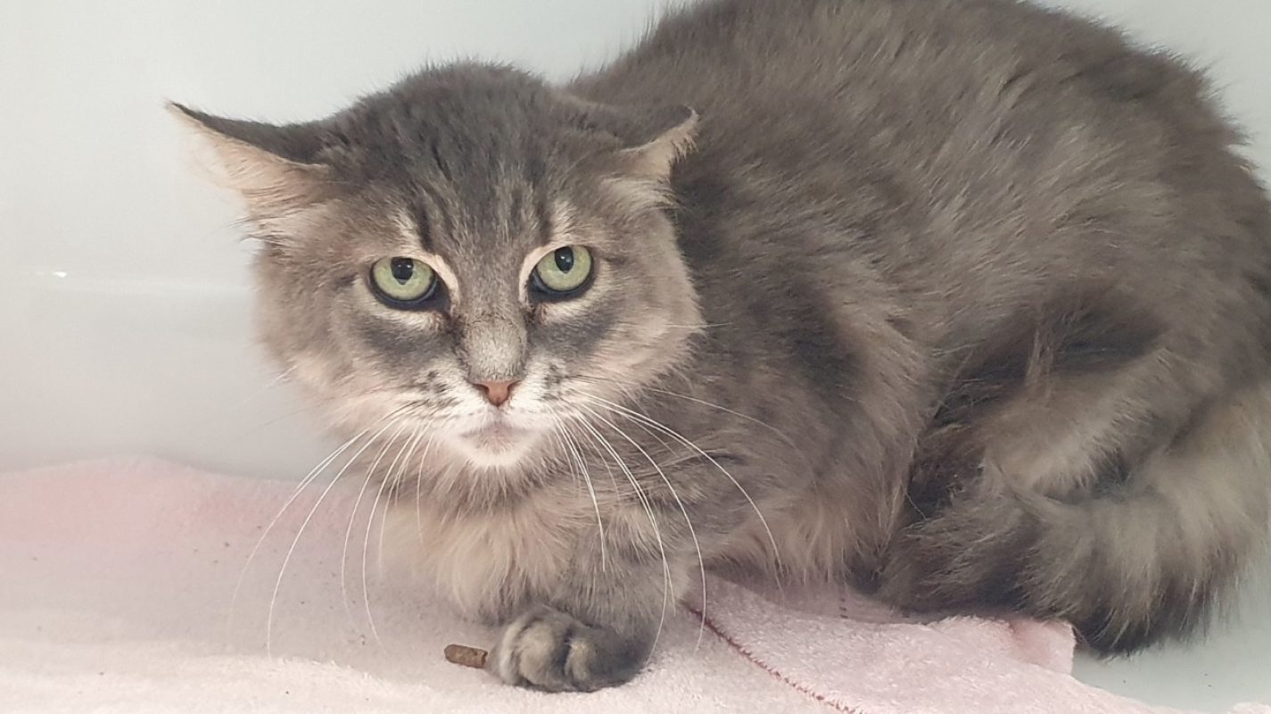 Sixtieen - Chat Européen à adopter