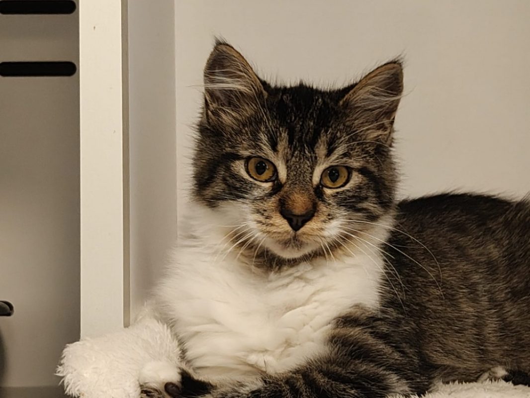 Pollux - Chat Européen à adopter