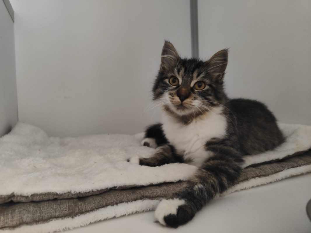 Pollux - Chat Européen à adopter - photo 2