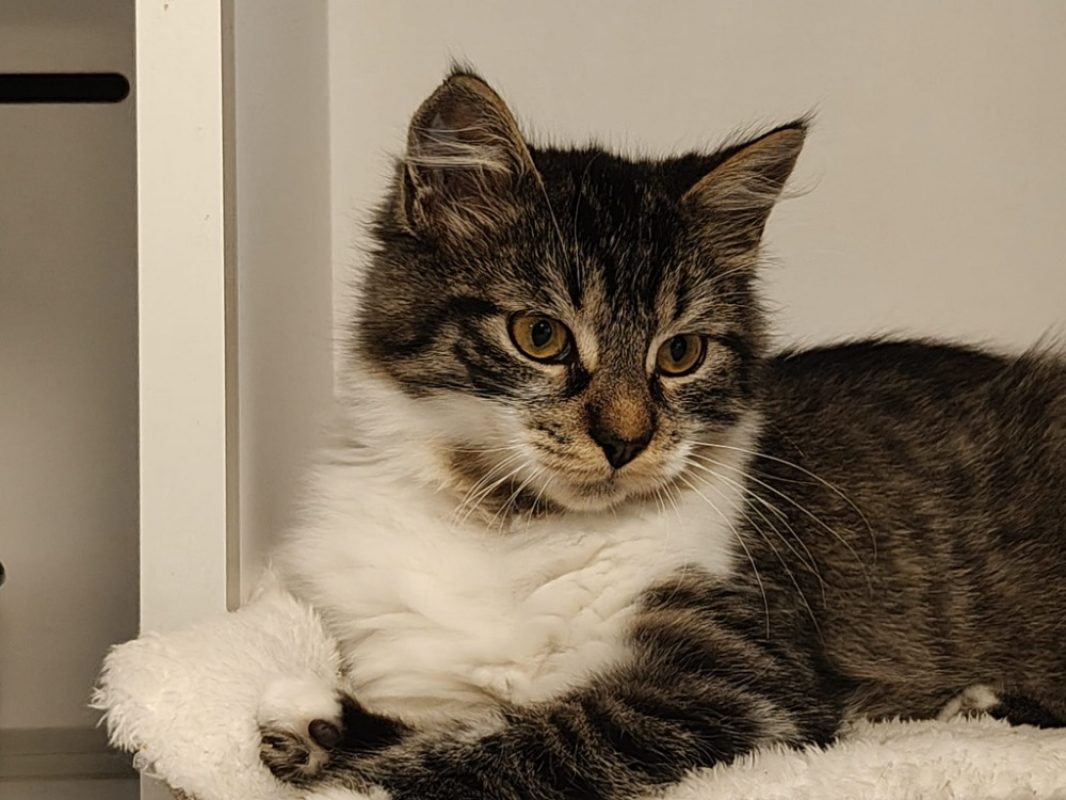 Pollux - Chat Européen à adopter - photo 3