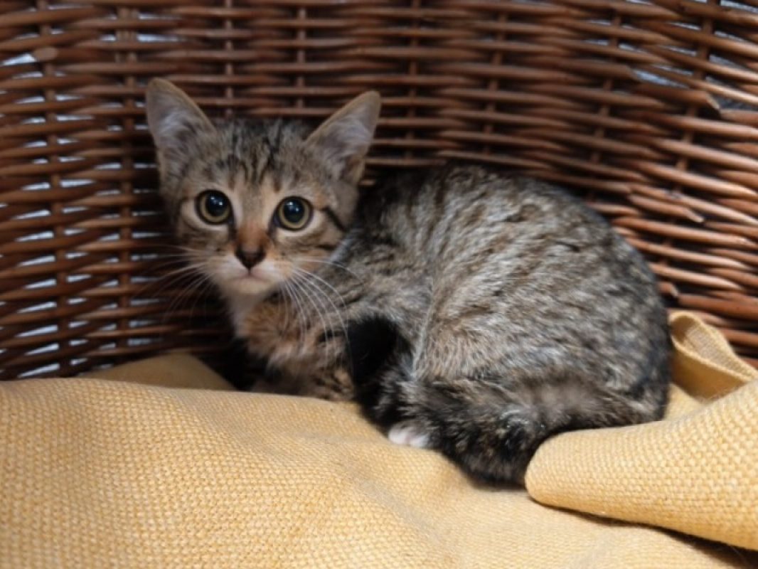 Moana - Chat Européen à adopter