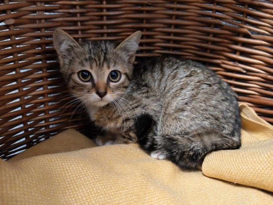 Moana - Chat Européen à adopter - photo 2
