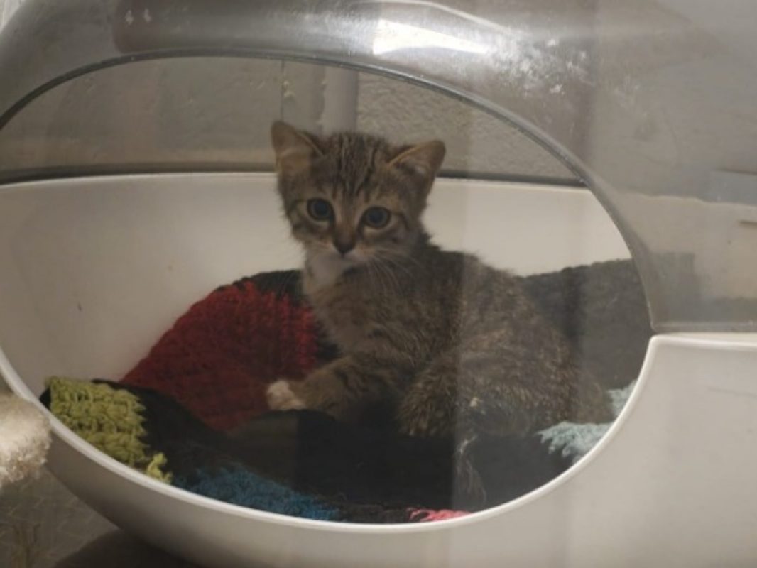 Moana - Chat Européen à adopter - photo 3