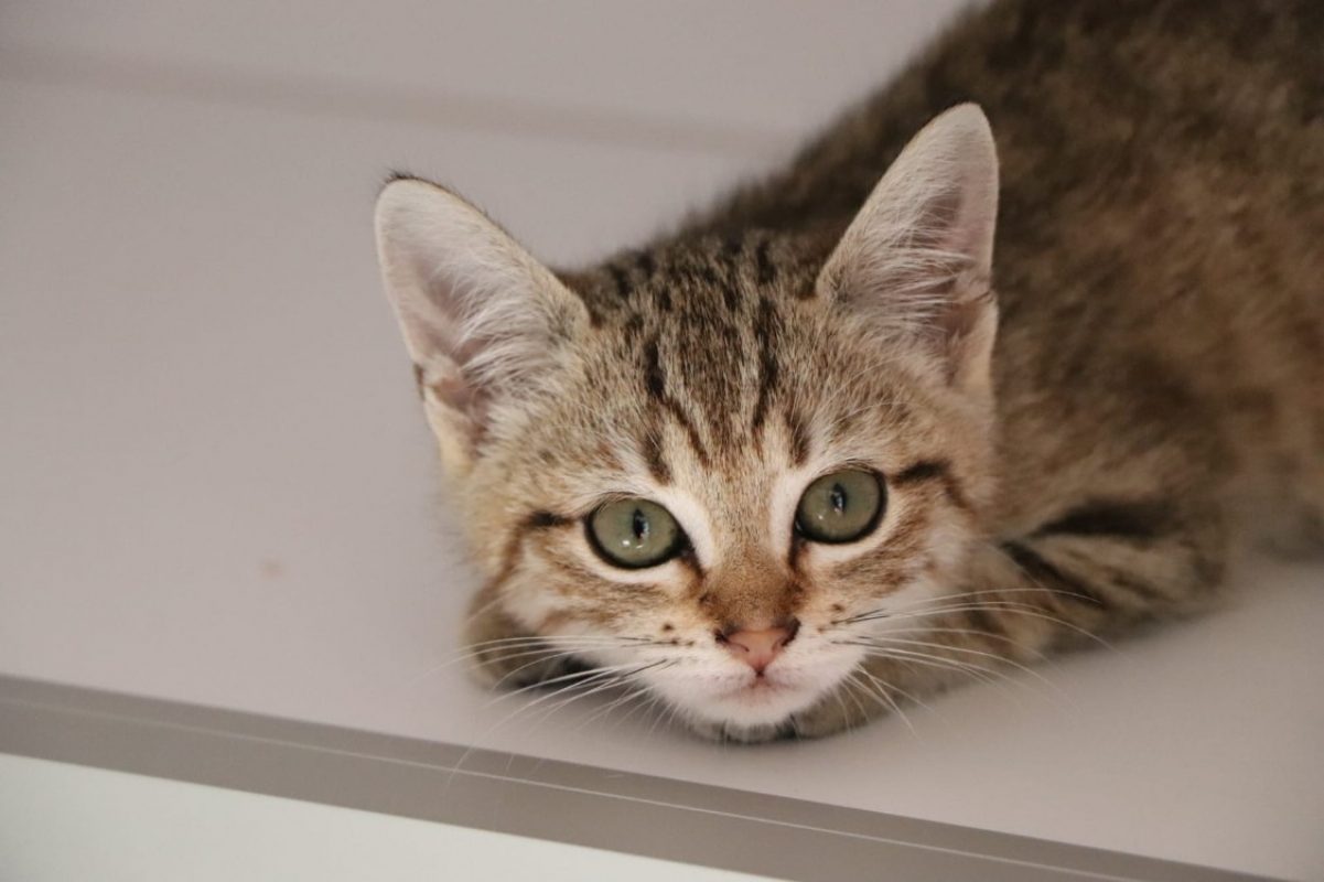 Cléo - Chat Européen à adopter