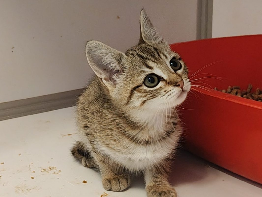 Cléo - Chat Européen à adopter - photo 2