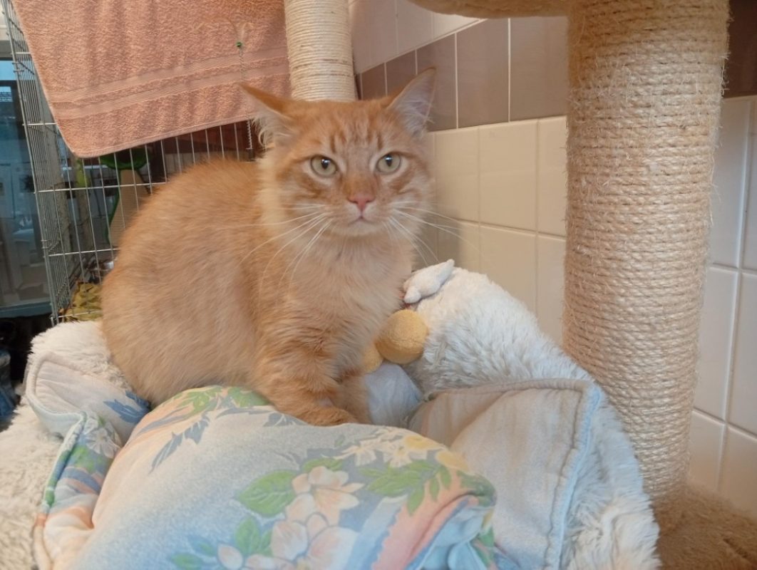 Wasa - Chat à adopter