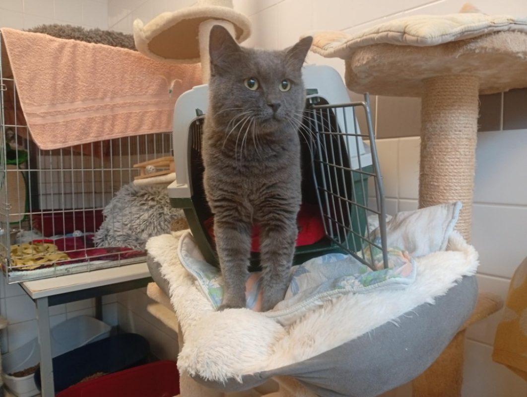 Igra - Chat à adopter