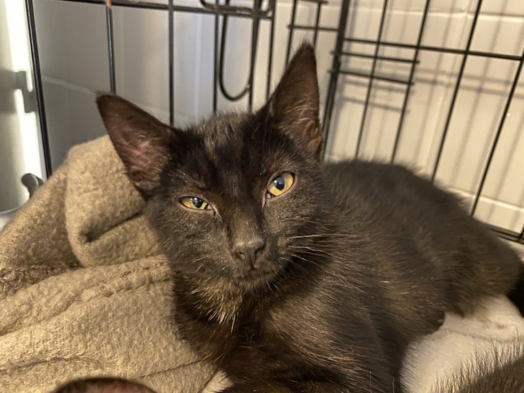 Rozenne - Chat Européen à adopter