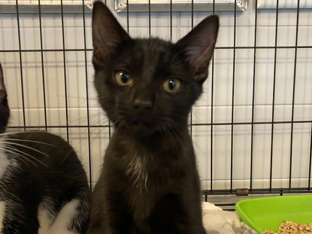Renaud - Chat Européen à adopter