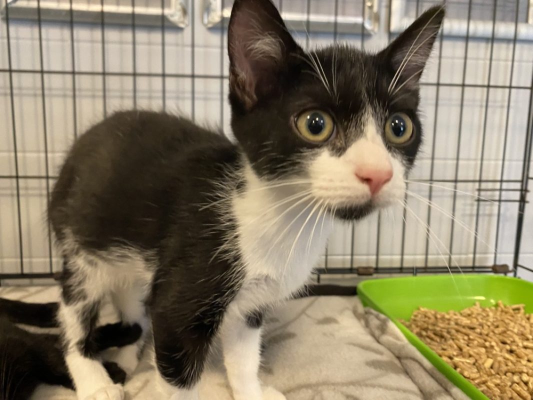 Roland - Chat Européen à adopter