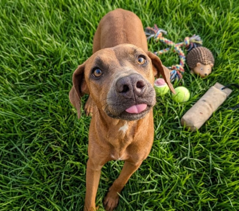 Akira - Chien Berger à adopter
