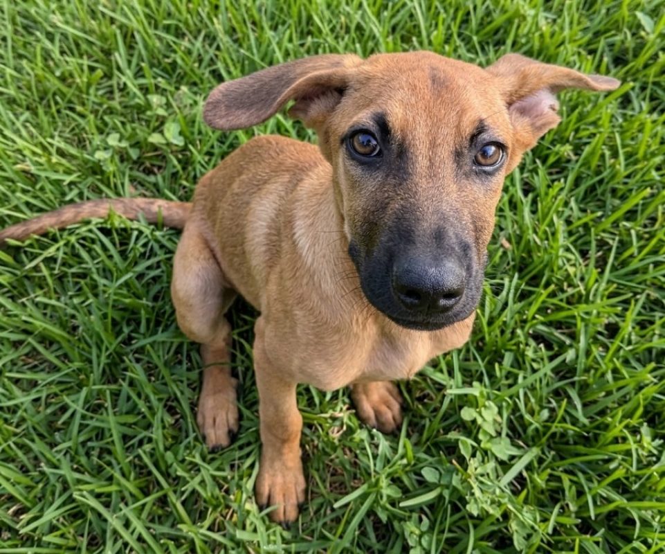 Benji - Chien à adopter