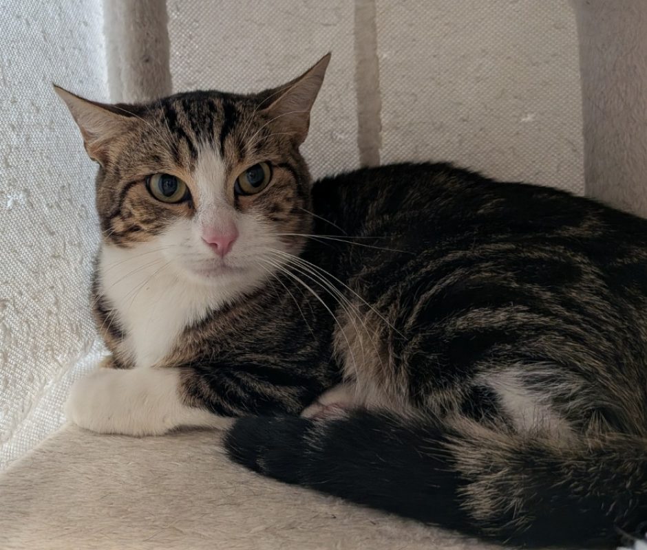 Grenouille - Chat Européen à adopter