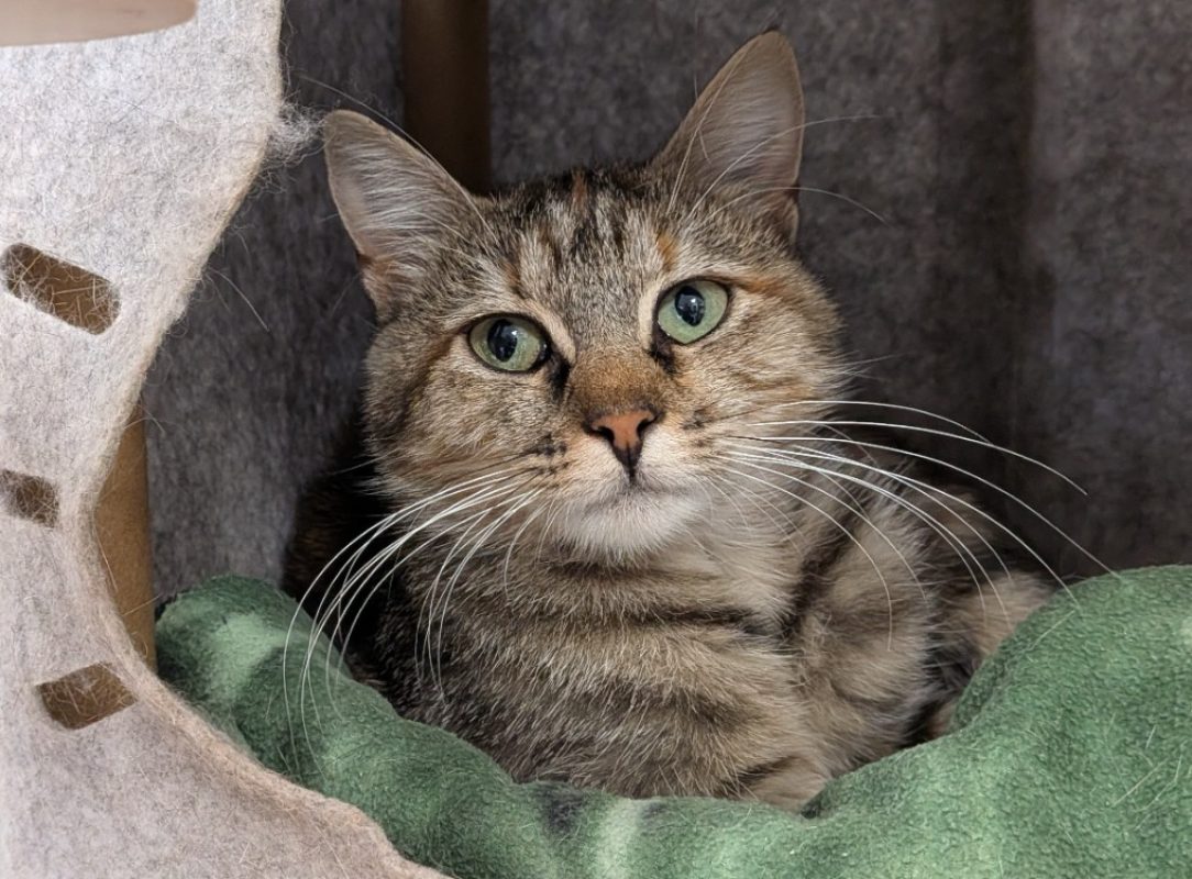 Agata - Chat Européen à adopter