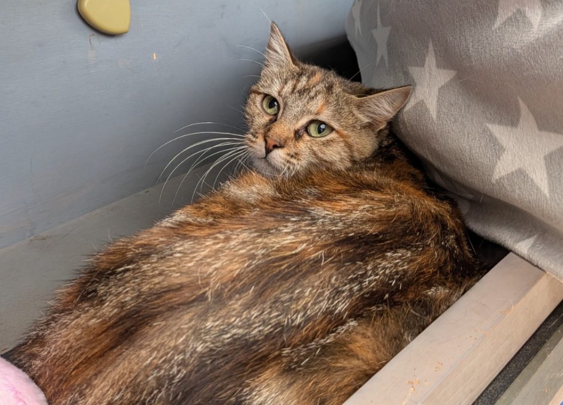 Agata - Chat Européen à adopter - photo 2