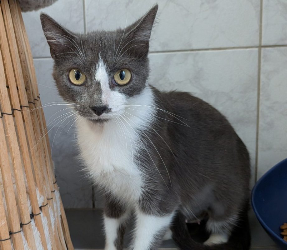 Noumea - Chat Européen à adopter