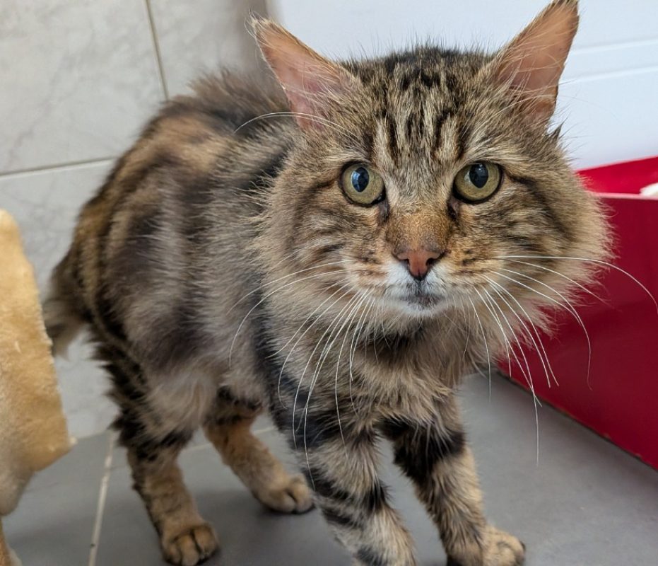 Artur - Chat Européen à adopter