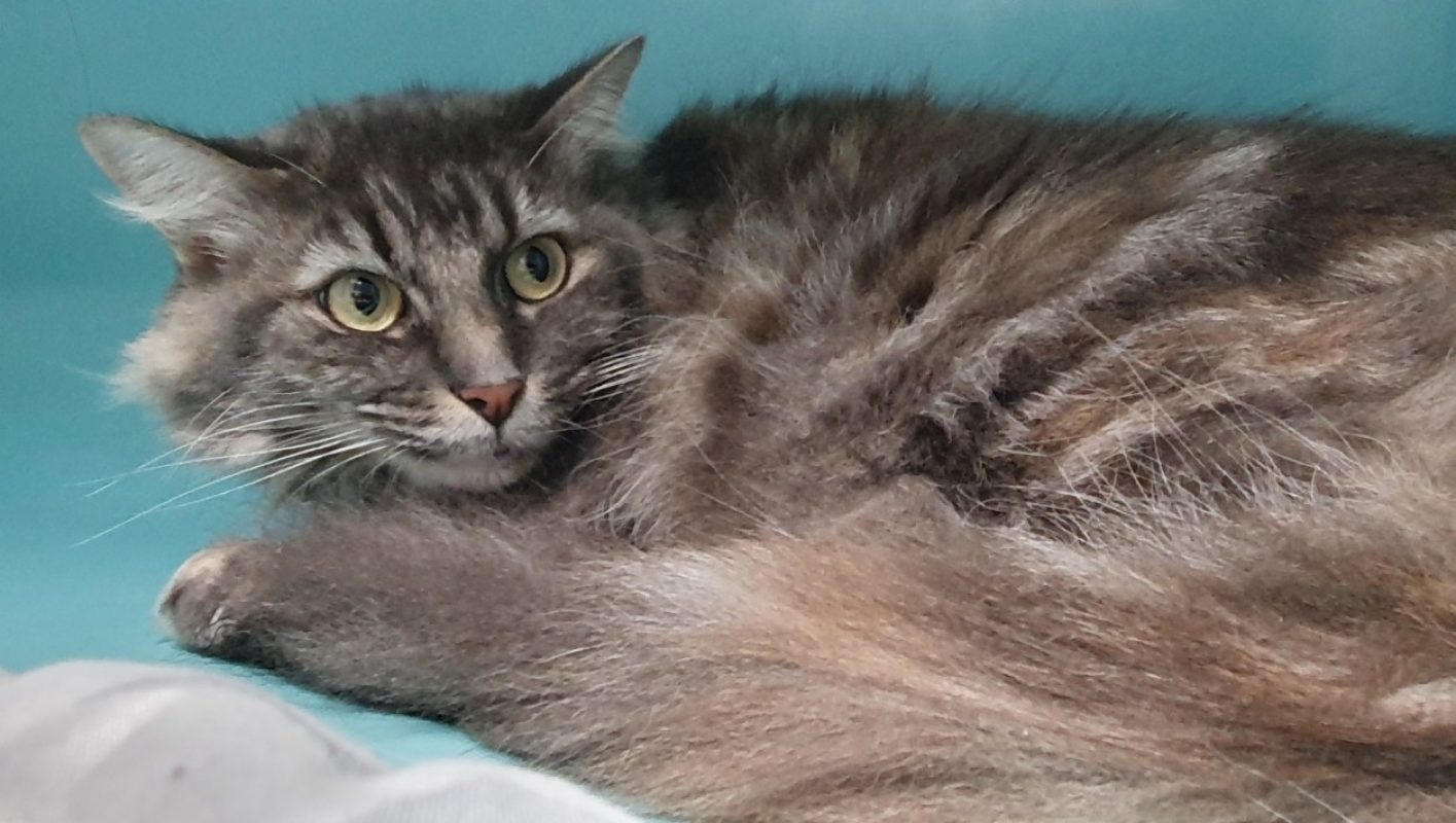 Minette - Chat Européen à adopter