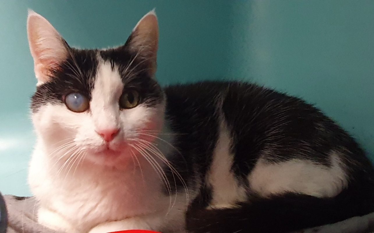 Minouche - Chat Européen à adopter