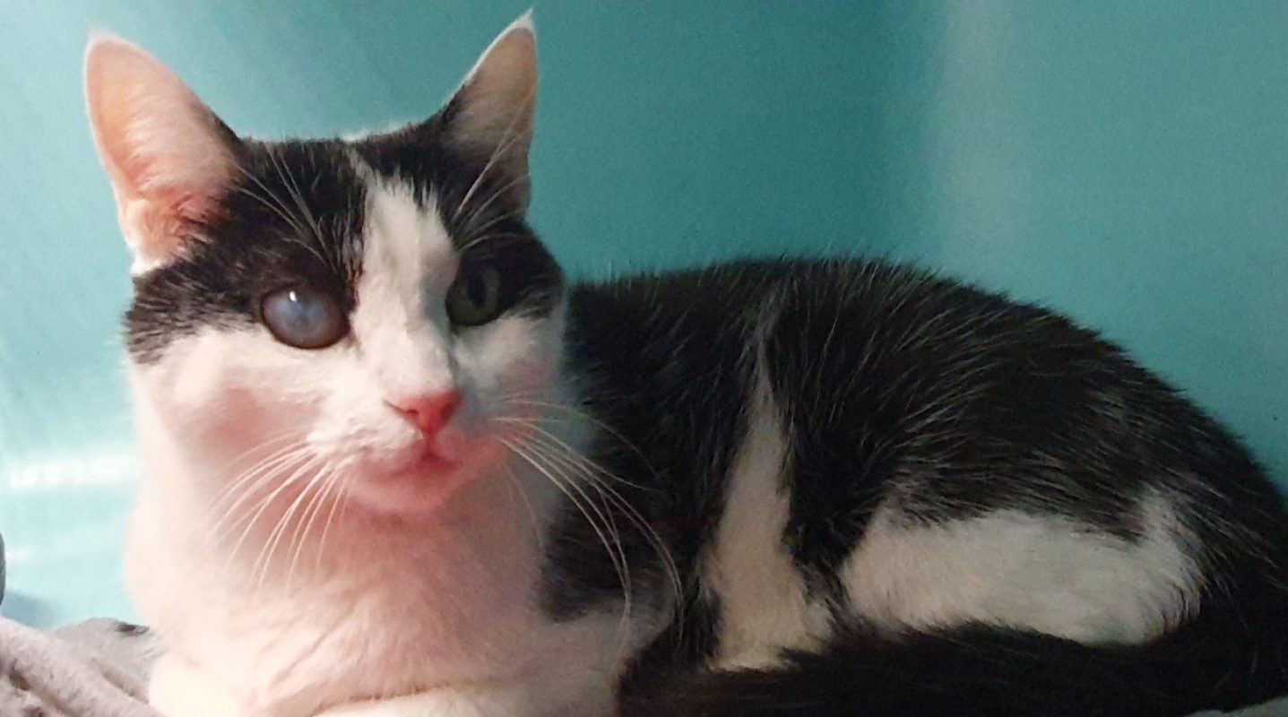 Minouche - Chat Européen à adopter - photo 2