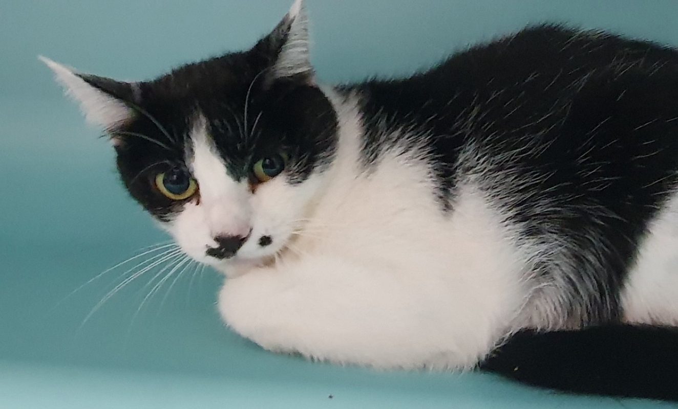 Kitty - Chat Européen à adopter