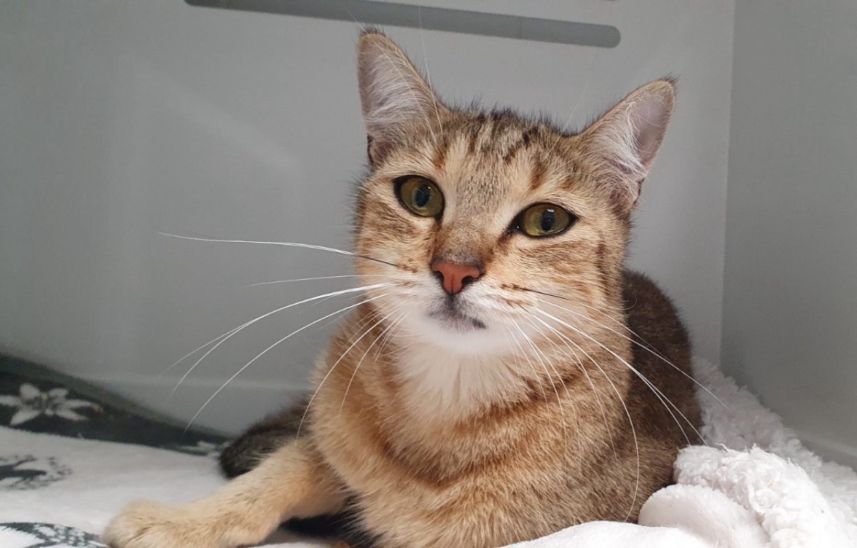 Osiris - Chat Européen à adopter