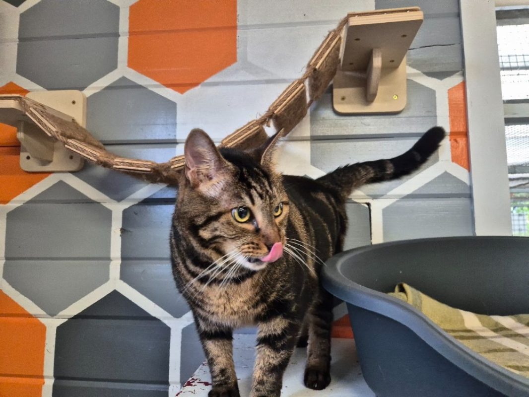 Nounou - Chat Européen à adopter
