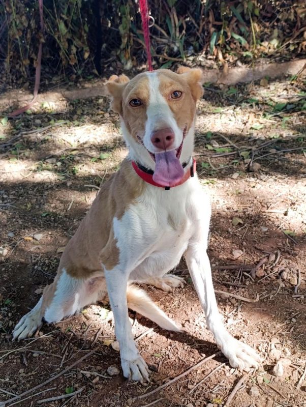 Mojita - Chien Podenco Canario à adopter - photo 4