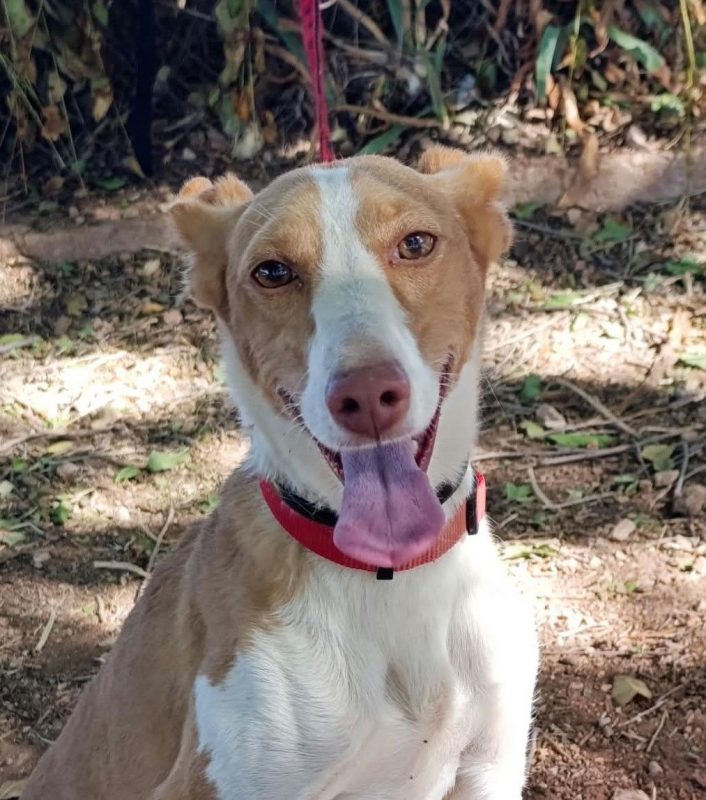Mojita - Chien Podenco Canario à adopter