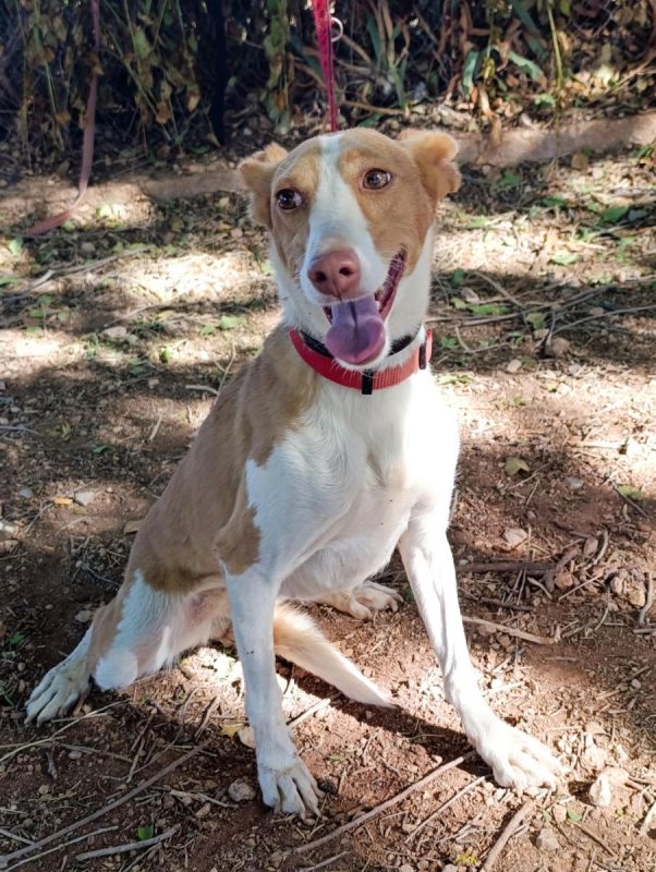 Mojita - Chien Podenco Canario à adopter - photo 2