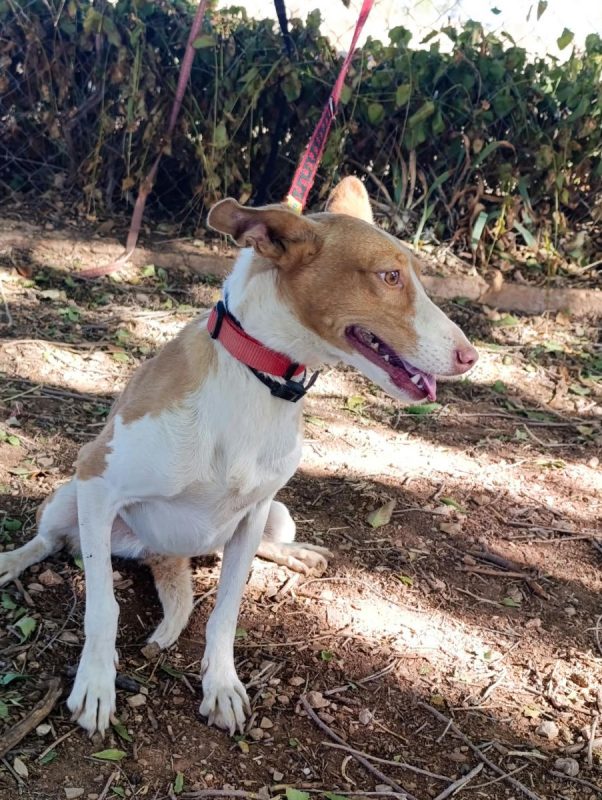 Mojita - Chien Podenco Canario à adopter - photo 5